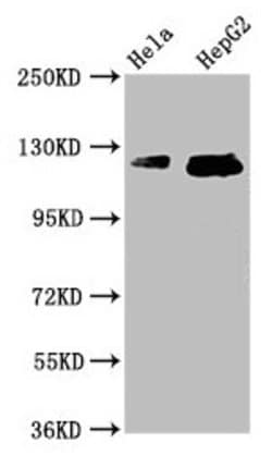 Invitrogen TMF1 Polyclonal Antibody 100 &mu;g; Unconjugated:Antibodies,