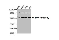 Invitrogen TOX Polyclonal Antibody 100 &mu;g; Unconjugated:Antibodies,