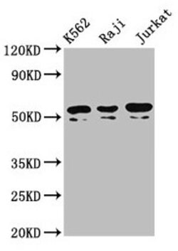 Invitrogen TOX2 Polyclonal Antibody 100 &mu;g; Unconjugated:Antibodies,