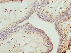 Invitrogen RFP2 Polyclonal Antibody 100 &mu;L; Unconjugated:Antibodies,