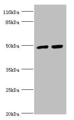 Invitrogen RFP2 Polyclonal Antibody 100 &mu;L; Unconjugated:Antibodies,