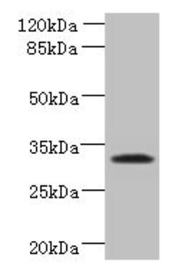 Invitrogen TSPAN5 Polyclonal Antibody 100 &mu;g; Unconjugated:Antibodies,