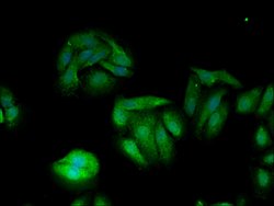 Invitrogen TXK Polyclonal Antibody 100 &mu;g; Unconjugated:Antibodies,