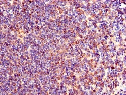 Invitrogen TXK Polyclonal Antibody 100 &mu;g; Unconjugated:Antibodies,