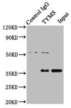 Invitrogen Thymidylate Synthase Polyclonal Antibody 100 &mu;g; Unconjugated:Antibodies,