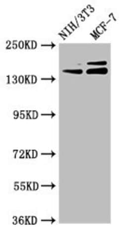 Invitrogen UMODL1 Polyclonal Antibody 100 &mu;g; Unconjugated:Antibodies,