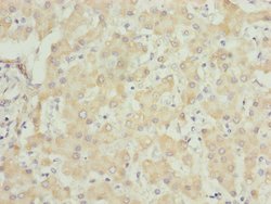 Invitrogen UQCRC1 Polyclonal Antibody 100 &mu;L; Unconjugated:Antibodies,