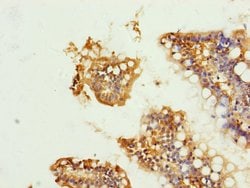 Invitrogen UQCRC1 Polyclonal Antibody 100 &mu;L; Unconjugated:Antibodies,