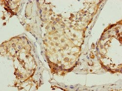 Invitrogen UQCRC2 Polyclonal Antibody 100 &mu;L; Unconjugated:Antibodies,