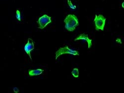 Invitrogen VASN Polyclonal Antibody 100 &mu;L | Buy Online | Invitrogen&trade; | Fisher Scientific