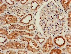 Invitrogen WISP3 Polyclonal Antibody 100 &mu;g; Unconjugated:Antibodies,