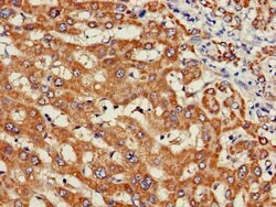 Invitrogen WISP3 Polyclonal Antibody 100 &mu;g; Unconjugated:Antibodies,