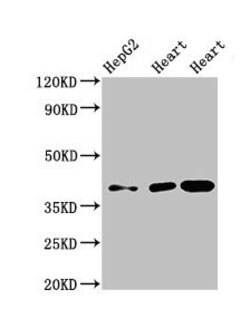 Invitrogen WISP3 Polyclonal Antibody 100 &mu;g; Unconjugated:Antibodies,