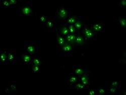 Invitrogen ZNF268 Polyclonal Antibody 100 &mu;g; Unconjugated:Antibodies,