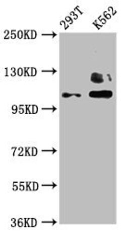 Invitrogen ZNF268 Polyclonal Antibody 100 &mu;g; Unconjugated:Antibodies,