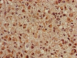 Invitrogen HSC70 Polyclonal Antibody 100 &mu;g; Unconjugated:Antibodies,