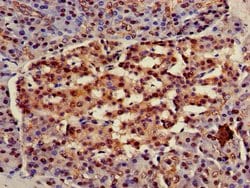 Invitrogen HSC70 Polyclonal Antibody 100 &mu;g; Unconjugated:Antibodies,