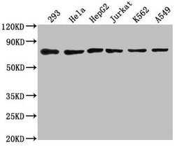 Invitrogen HSC70 Polyclonal Antibody 100 &mu;g; Unconjugated:Antibodies,