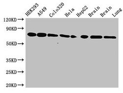 Invitrogen HSC70 Polyclonal Antibody 100 &mu;g; Unconjugated:Antibodies,