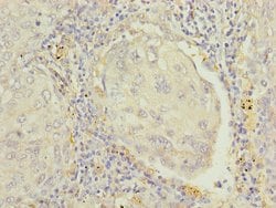 Invitrogen RAP1B Polyclonal Antibody 100 &mu;g; Unconjugated:Antibodies,