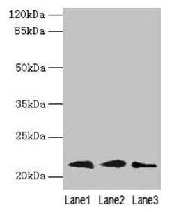 Invitrogen RAP1B Polyclonal Antibody 100 &mu;g; Unconjugated:Antibodies,