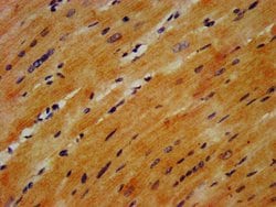 Invitrogen GABARAPL2 Polyclonal Antibody 100 &mu;g; Unconjugated:Antibodies,