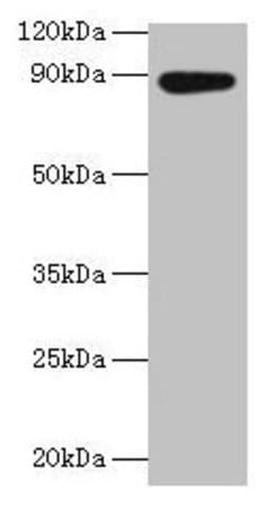 Invitrogen AFG3L2 Polyclonal Antibody 100 &mu;g; Unconjugated:Antibodies,
