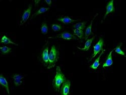 Invitrogen CDK11A Polyclonal Antibody 100 &mu;g; Unconjugated:Antibodies,
