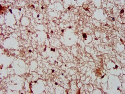 Invitrogen CDK11A Polyclonal Antibody 100 &mu;g; Unconjugated:Antibodies,