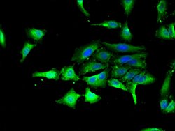 Invitrogen GSK3 alpha Polyclonal Antibody 100 &mu;g; Unconjugated:Antibodies,
