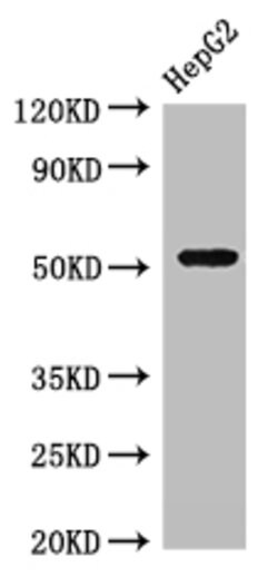 Invitrogen GSK3 alpha Polyclonal Antibody 100 &mu;g; Unconjugated:Antibodies,