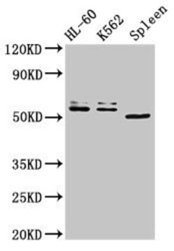 Invitrogen API5 Polyclonal Antibody 100 &mu;g; Unconjugated:Antibodies,