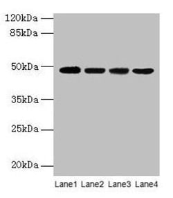 Invitrogen Activin A Polyclonal Antibody 100 &mu;g; Unconjugated:Antibodies,