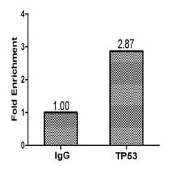 Invitrogen p53 Polyclonal Antibody 100 &mu;g; Unconjugated:Antibodies,