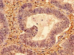 Invitrogen p53 Polyclonal Antibody 100 &mu;g; Unconjugated:Antibodies,
