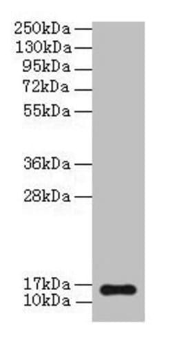 Invitrogen BNP Polyclonal Antibody 100 &mu;g; Unconjugated:Antibodies,