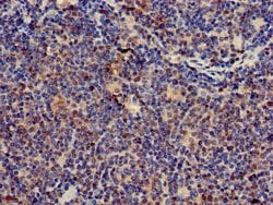 Invitrogen CD3z Polyclonal Antibody 100 &mu;g; Unconjugated:Antibodies,