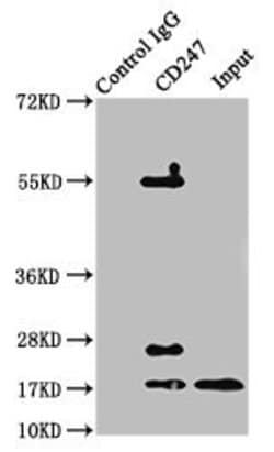 Invitrogen CD3z Polyclonal Antibody 100 &mu;g; Unconjugated:Antibodies,