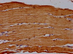 Invitrogen CD73 Polyclonal Antibody 100 &mu;L | Buy Online | Invitrogen&trade; | Fisher Scientific
