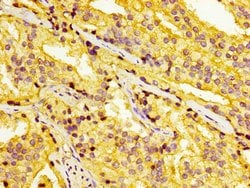 Invitrogen AZGP1 Polyclonal Antibody 100 &mu;g; Unconjugated:Antibodies,