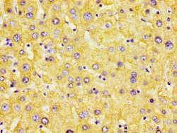 Invitrogen AZGP1 Polyclonal Antibody 100 &mu;g; Unconjugated:Antibodies,