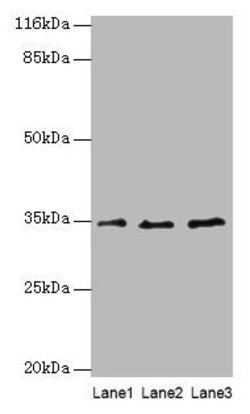 Invitrogen AZGP1 Polyclonal Antibody 100 &mu;g; Unconjugated:Antibodies,