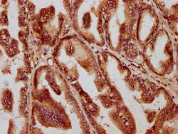 Invitrogen AMH Polyclonal Antibody 100 &mu;g; Unconjugated:Antibodies,