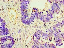 Invitrogen AMH Polyclonal Antibody 100 &mu;g; Unconjugated:Antibodies,