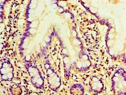 Invitrogen AMH Polyclonal Antibody 100 &mu;g; Unconjugated:Antibodies,
