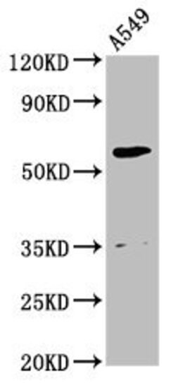 Invitrogen AMH Polyclonal Antibody 100 &mu;g; Unconjugated:Antibodies,