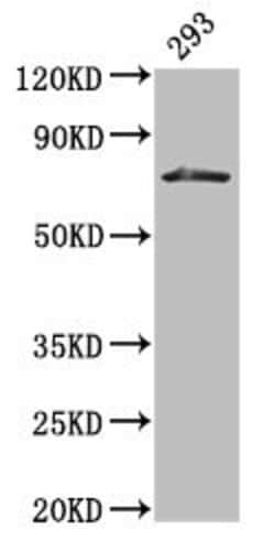 Invitrogen HDC Polyclonal Antibody 100 &mu;g; Unconjugated:Antibodies,