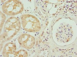 Invitrogen INHBB Polyclonal Antibody 100 &mu;g; Unconjugated:Antibodies,