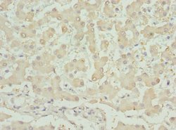 Invitrogen INHBB Polyclonal Antibody 100 &mu;g; Unconjugated:Antibodies,