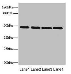 Invitrogen INHBB Polyclonal Antibody 100 &mu;g; Unconjugated:Antibodies,